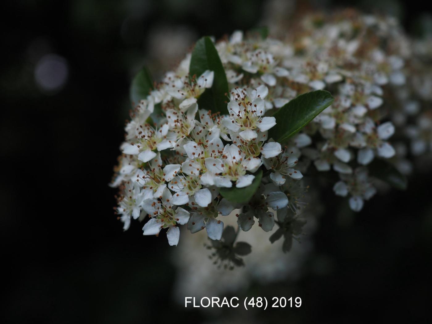 Pyracantha flower